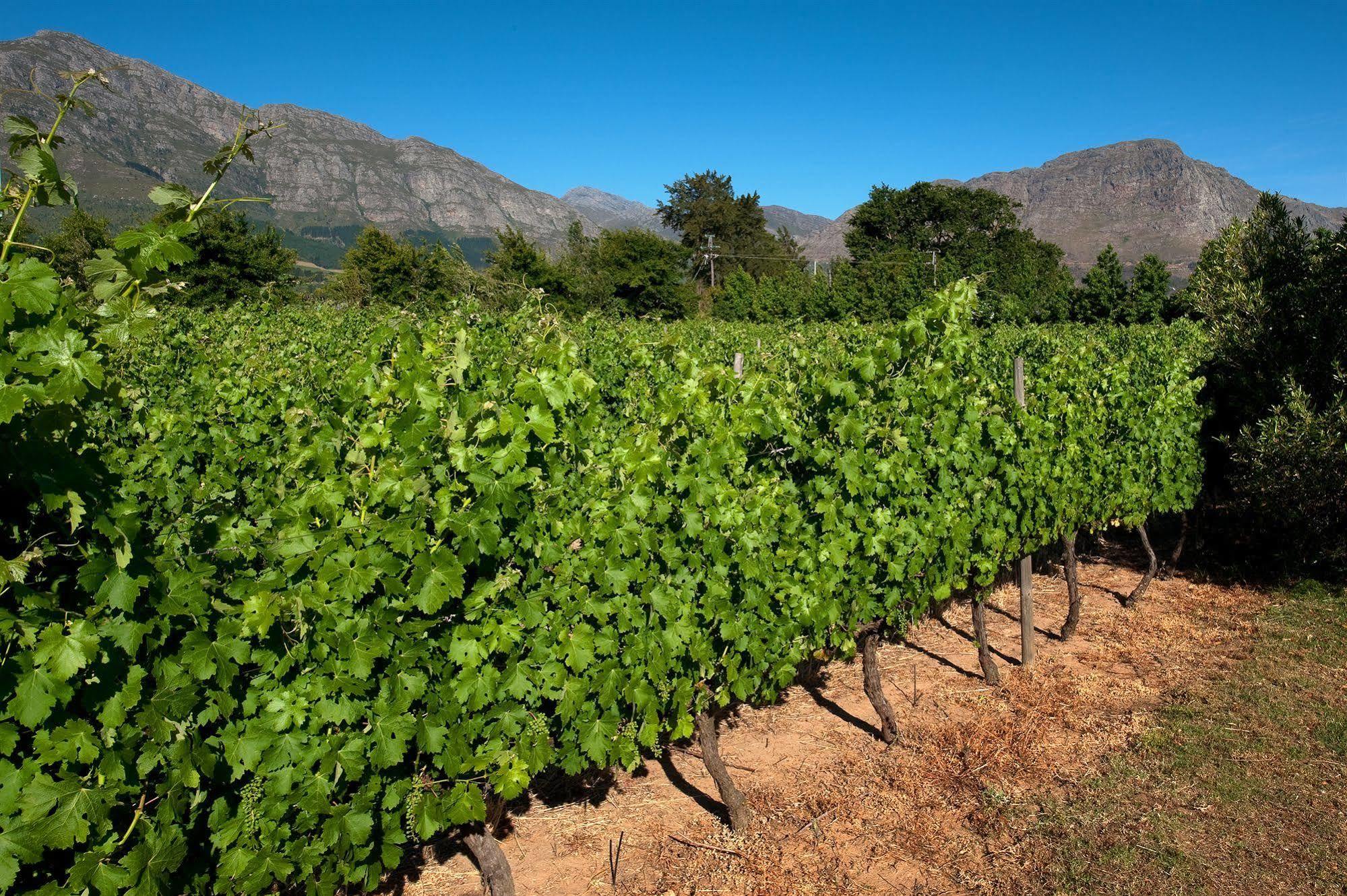 La Galiniere Guest Cottages Franschhoek Exteriér fotografie